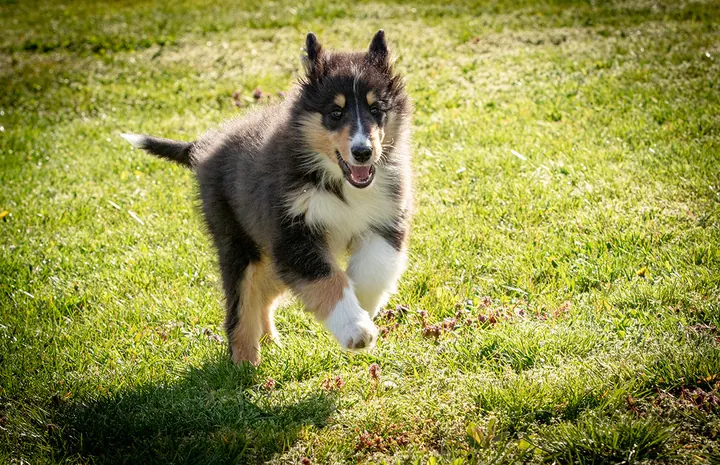 Cody