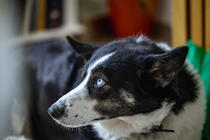 Laika 