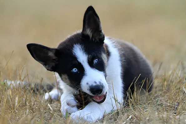 Laika als Welpe