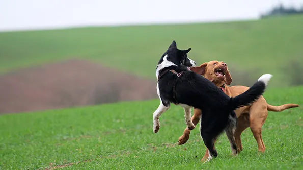 Laika und Sally