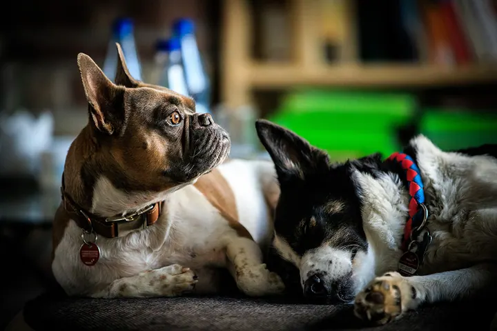 Laika und Stitch