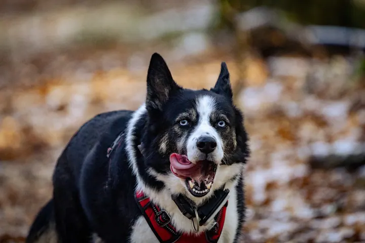 Laika Stitch Gizmo 12 25 580