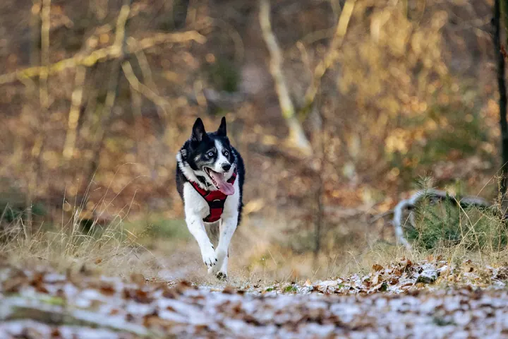 Laika Stitch Gizmo 12 25 655