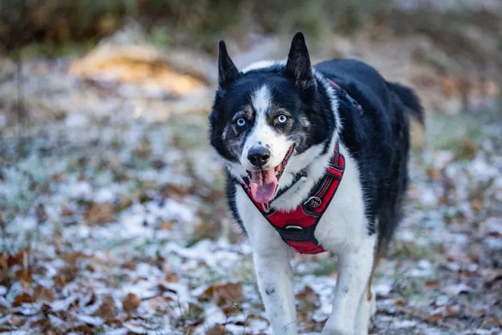 Laika Stitch Gizmo 12 25 522